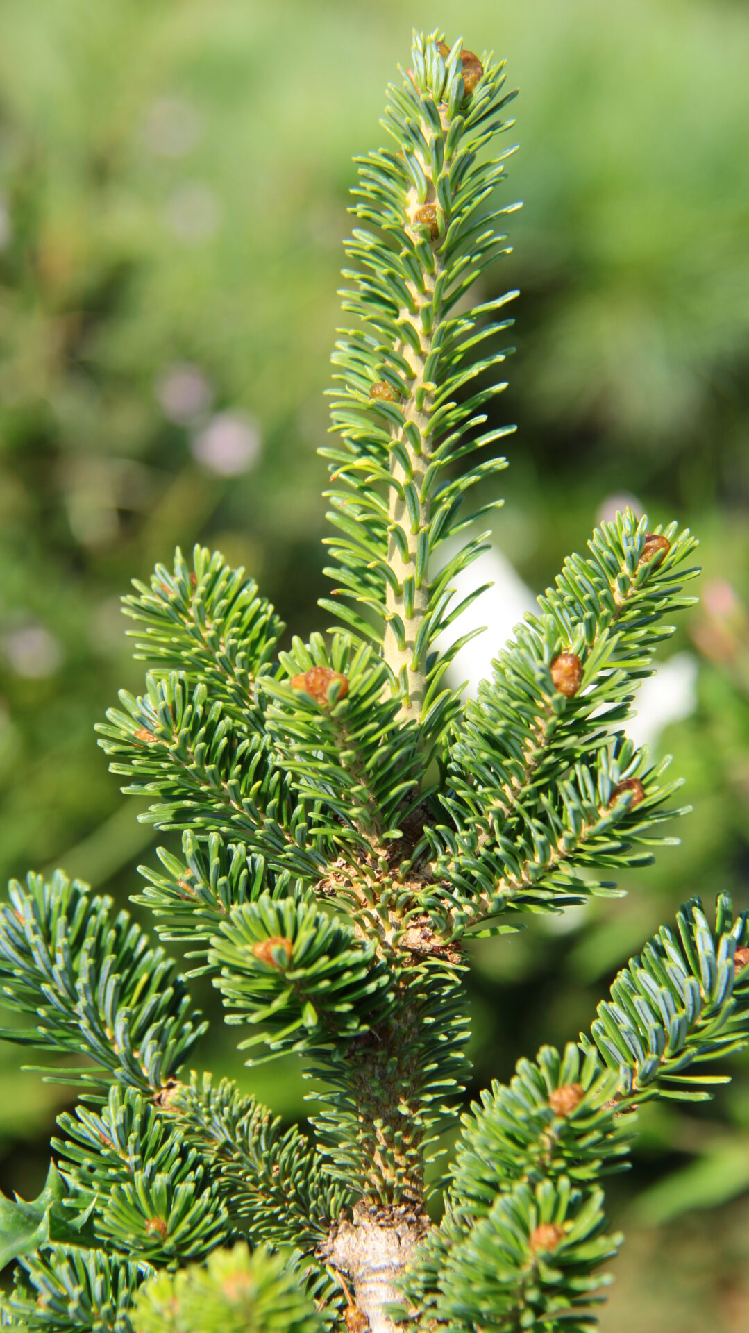 Abies fraseri 